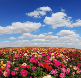 Spring flowering garden large buttercups - ranunculus. Flowers are grown for export in the Nordic