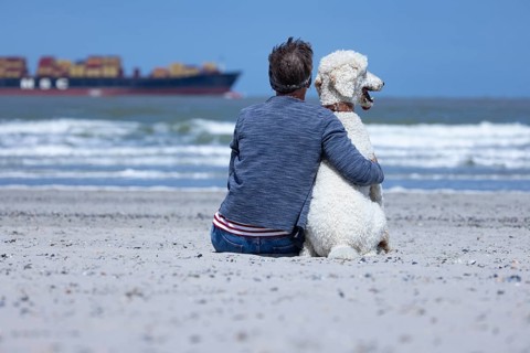 Woman sits together with her dog, a white poodle, amicably familiar on the beach in the sunshine,
