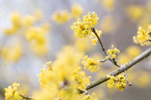 Cornelian cherry (Cornus mas), many blossoms on a branch, North Rhine-Westphalia, Germany, Europe