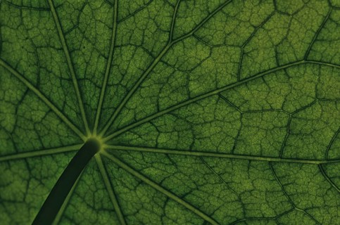 Bottom view of the leaf surface of a nasturtium -