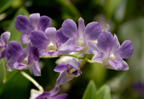Dendrobium phalaenopsis hybrid, Bangkok, Thailand, Asia