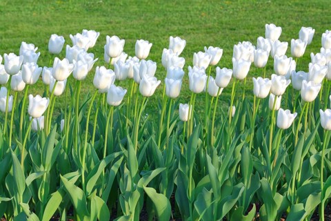 White tulips