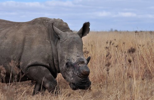 A White Rhinoceros in South Africa dehorned to protect it against poachers