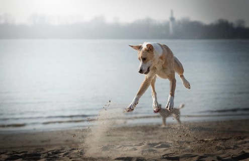 Dog (canis lupus familiaris), female, jumping while playing on the beach, Elbe, Hamburg, Germany,