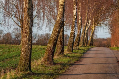 Birch avenue along a road in wintry surroundings, Weseke, Borken, Münsterland, Germany, Europe