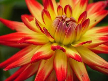 Close-up of a yellow-red flowering dahlia with bright petals, borken, münsterland, germany