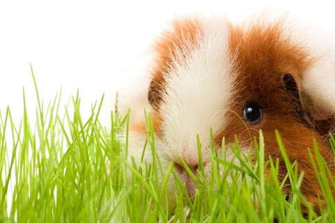 Guinea pig isolated on the white background