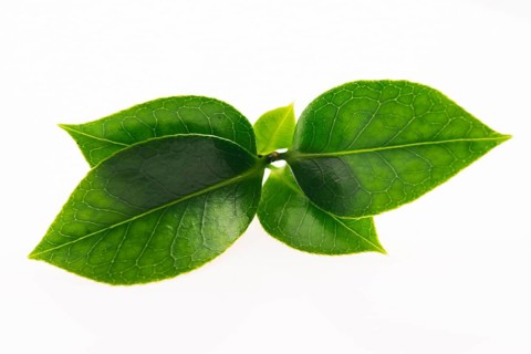 Green tea leaf isolated on white background