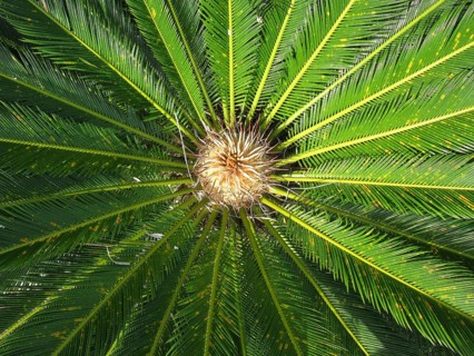 Cycas palm