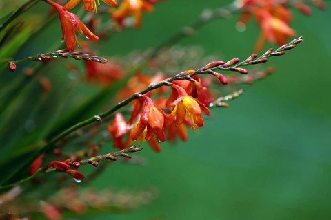 Panicle Montbretia, Crocosmia paniculata, Aunt-Eliza