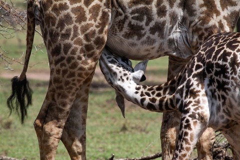 Baby giraffe being suckled by its mother