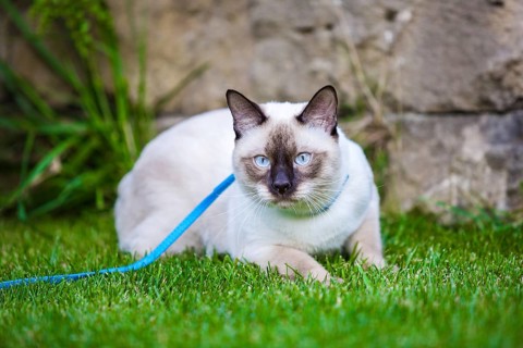 Young cat Siam oriental group Mekong bobtail walks in graß on blue leash. Pets walking outdoor