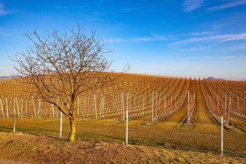 Apple Orchard Rows in spring. Fruit trees over bright blue sky. Apple orchard park by dawn early