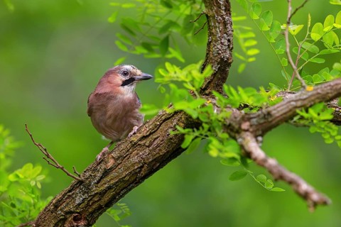 Jay, European Jay, Jay, eurasian jay (Garrulus glandarius), Geai des chênes, Arrendajo Común,