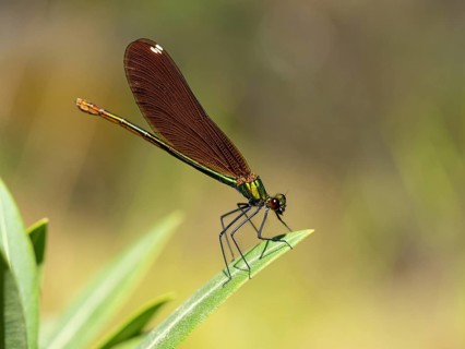 Dragonfly, Dragonfly, Dragonfly, Greece, Lesbos Island, (Crocothemis erythraea), Lesbos, Lesbos