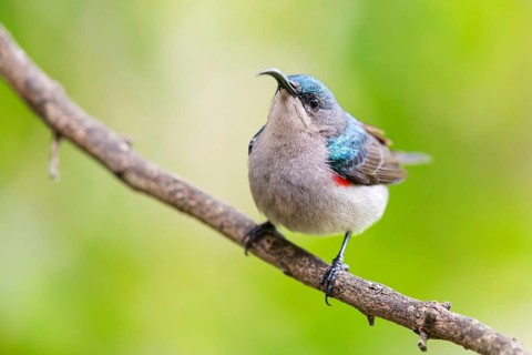 Double-banded Sunbird, Sunbirds, (Cinnyris afer), Garden Route National Park, Wil, Wilderness,