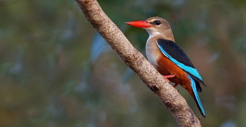 Grey-headed Kingfisher, Grey-headed Kingfisher, Tendaba camp Tendaba photo hid, Kwinella, South