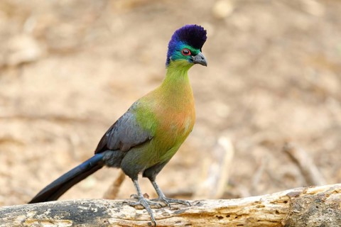 Purple-crested Turaco, Violet-crested Turaco, (Gallirex porphyreolophus), Musophaga porphyreolopha,
