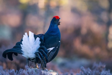 Black grouse, Lyrurus tetrix, Tetrao tetrix, Bavaria, Bavaria, Federal Republic of Germany