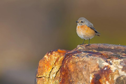Common Redstart, Redstart, (Phoenicurus phoenicurus), Flycatcher, Mannheim, Baden-Württemberg,