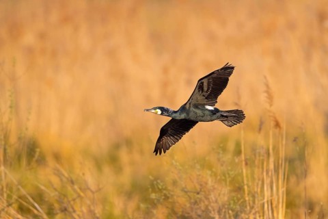 Great cormorant (Phalacrocorax carbo), Grand Cormoran, Cormor-n Grande, flight photo,