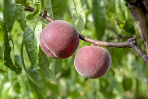 Peach (Prunus persica 'Spring Lady'), Baum- und Rebschule Schreiber KG, Poysdorf, Lower Austria,