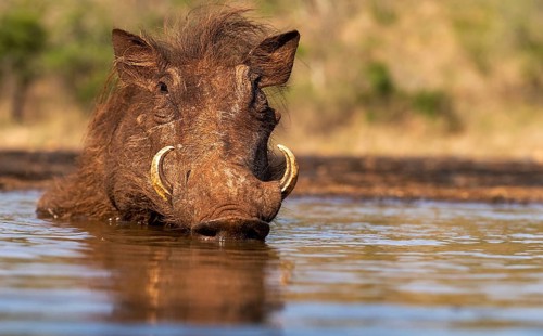 Ware pig, (Phacochoerus africanus) takes a dip in the water, Zimanga, South Africa, Africa