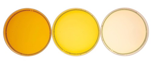 Sampler of pure maple syrup (golden, amber and gold) - three small glass bottles on a ceramic