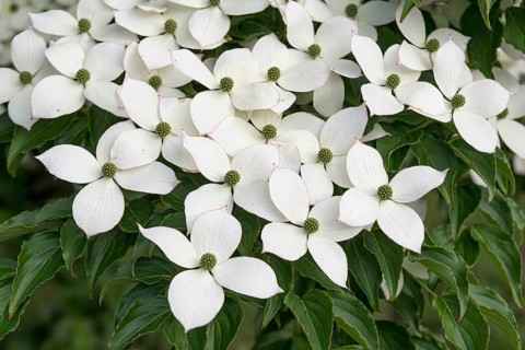 Chinese flowering dogwood (Cornus kousa var. chinensis), Home Depot, United States of America