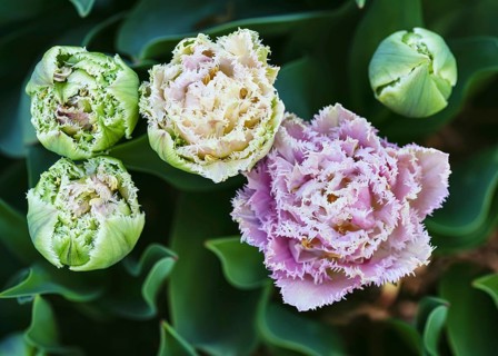 Top view of beautiful pink, white, double-fringed tulips Queensland (Tulip)