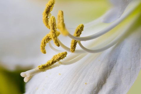 Hippeastrum hybrid, knight's star, flower (Hippeastrum, Flos)