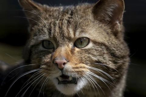 European wildcat (Felis silvestris)