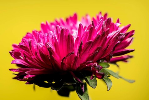 Beautiful blooming red aster Lady Coral on a yellow background. Flower head close-up, Odessa,