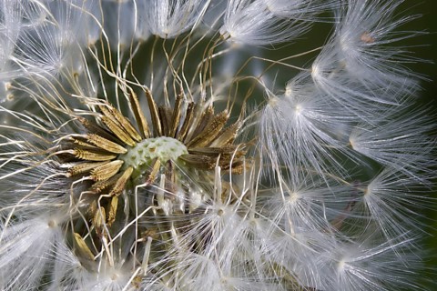 Dandelion - Dandelion (Taraxacum sect. Ruderalia)