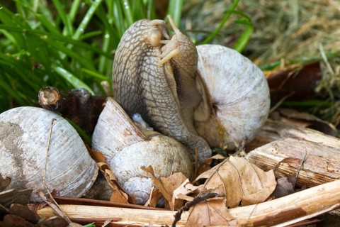 Vineyard snail - mating (Helix pomatia)