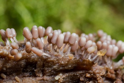 Brick red slime mould (Arcyria denudata)