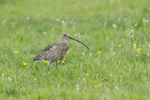 Eurasian curlew (Numenius arquata)