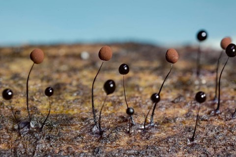 Slate grey filamentous globule (Comatricha nigra)