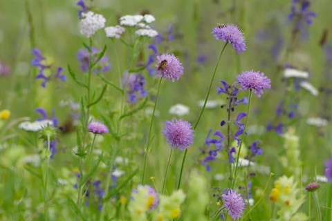 Flower meadow in the Swabian-Franconian Forest nature park Park, spring, June, scabiosa, viper's