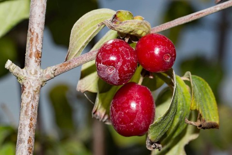 Cornelian cherry (Cornus mas)