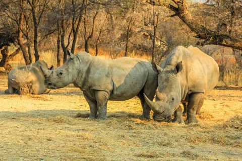 White rhinos, mom with baby, eat grass from the ground. Omaruru reserve, Namibia Africa