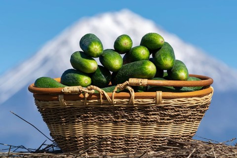 Wicker basket with freshly picked organic cucumbers on background of volcano cone and blue sky.