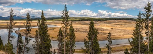 A buffalo herd grazing in the Hayden valley of Yellowstone NP, USA, North America