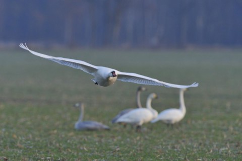 Mute Swan in flight and whooper swans in a meadow