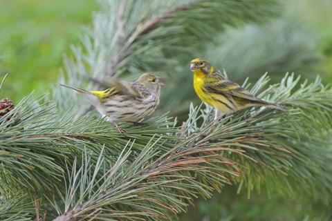 Serin on a branch. European Serin on a trunk, Female and male
