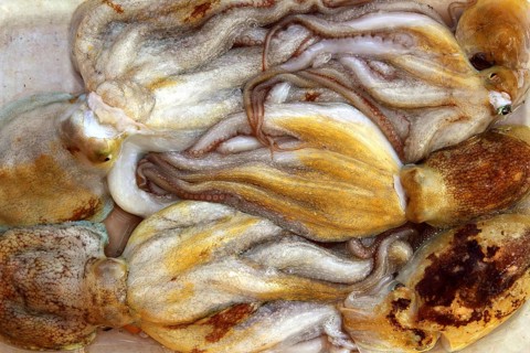 Octopus and cuttlefish pattern fishing catch in mediterranean