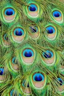Peacock feather on black background, in Lisbon Capital City of Portugal