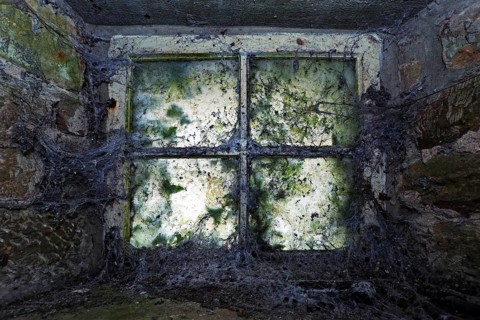 Window with cobwebs