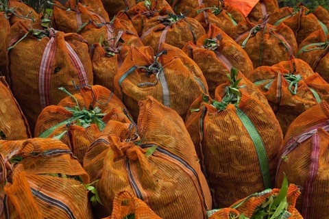 The green tea leaves in sacks on Nuwara Eliya plantation, Sri Lanka. Nuwara Eliya is the most