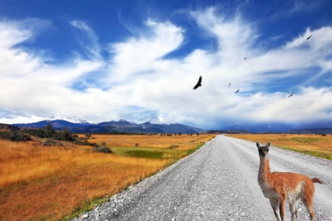 Above the dirt road on the pampa Andean condor soars. Curious llama watching the road. On the